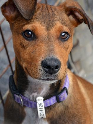 Playful puppy Huck - up for adoption at the Animal Welfare League