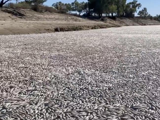 It's believed up to a million fish have died in this event. Picture: Chris O'Keefe