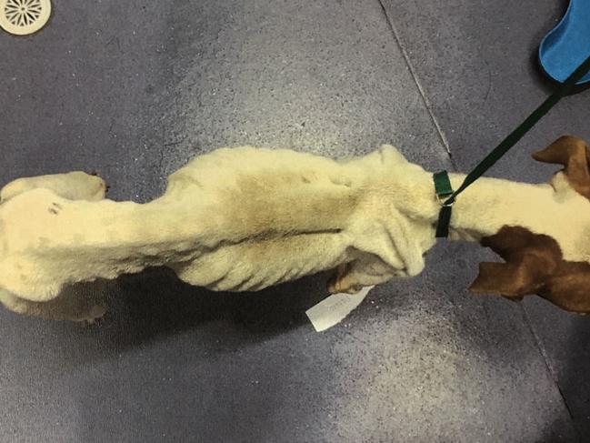 Zlate Talveski (left) of Barrack Heights has pleaded guilty to animal cruelty after his dog was found by the RSPCA with tumours and seriously underweight. Picture: supplied.