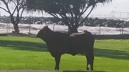 The cow is believed to have come from Murwillumbah, which is in the grip of major flooding. Pictur: