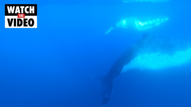 Whales swim free from shark nets