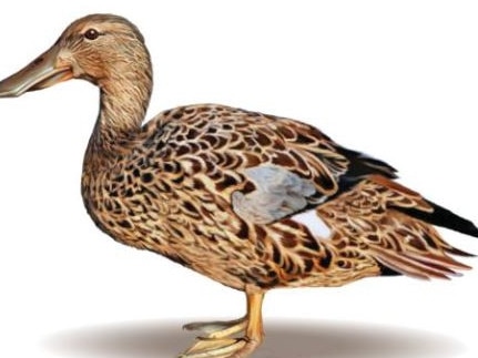 The female blue-winged shoveler duck