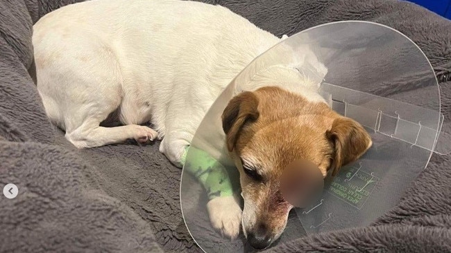 The distraught mum of a young girl has revealed her heartbreak after her daughter’s puppy lost an eye following an attack in a dog park.