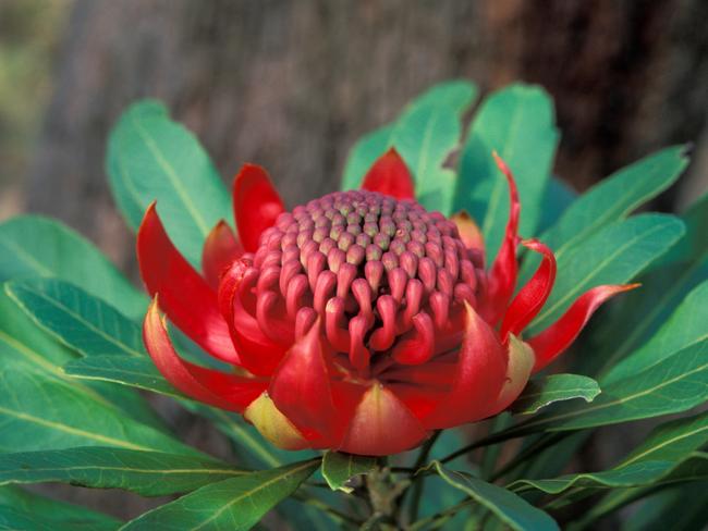 EMBARGO FOR TWAM 22 JAN 2022. FEES MAY APPLY. PCHY0R WARATAH (TELOPEA SPECIOISSIMA) THE FLORAL EMBLEM OF NEW SOUTH WALES, AUSTRALIA