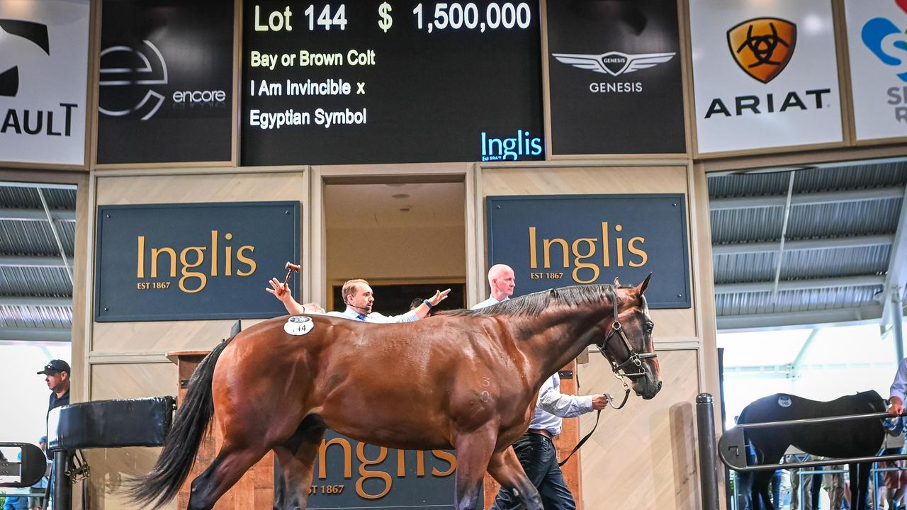 The $1.5 colt to top the sale on day one was also by I Am Invincible. Photo: Inglis