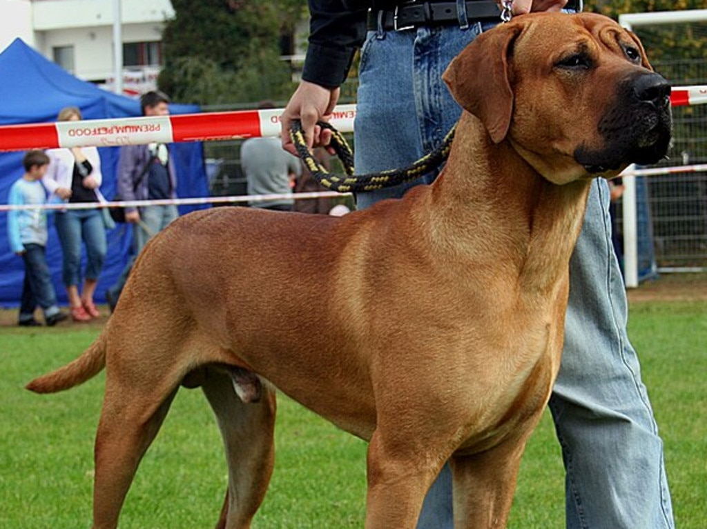 The Japanese Tosa is one of the dog breeds banned in both the UK and Australia. Picture: Wikimedia Commons