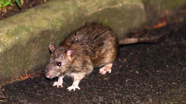 Rats have settled into the Kirribilli town centre.