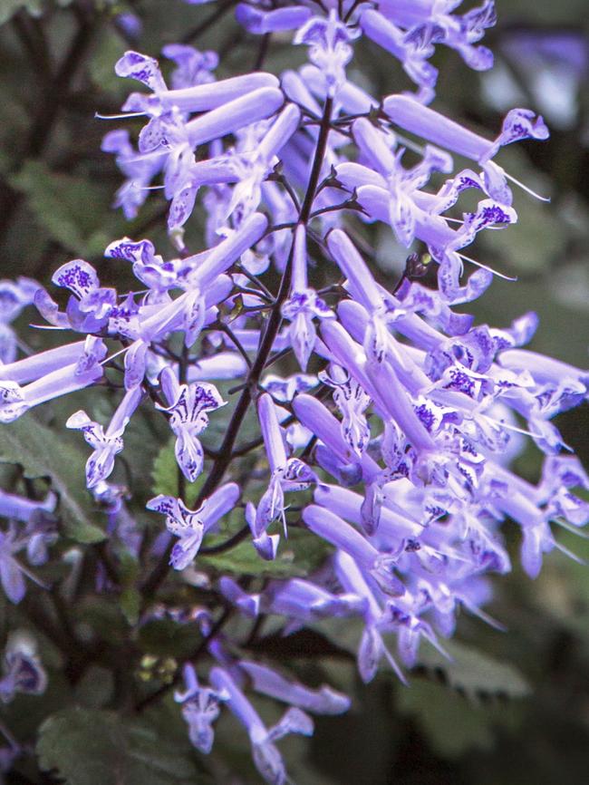 Plectranthus ‘Mona Lavender’