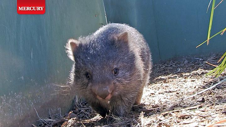 Lucky Lucy Wombat