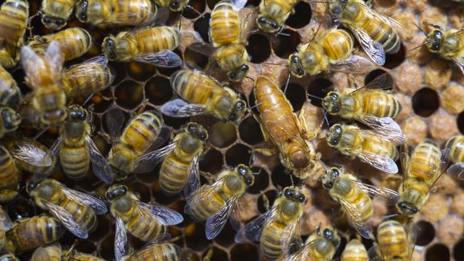 European honey bees, with the queen bee in centre. Photo: Dannika Bonser