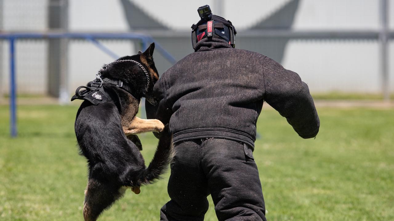 Behind The Bars The specialist dog squad stopping drugs phones