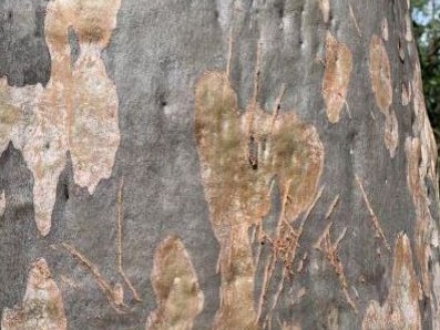 Evidence of koala scratch marks were found on trees at the site.