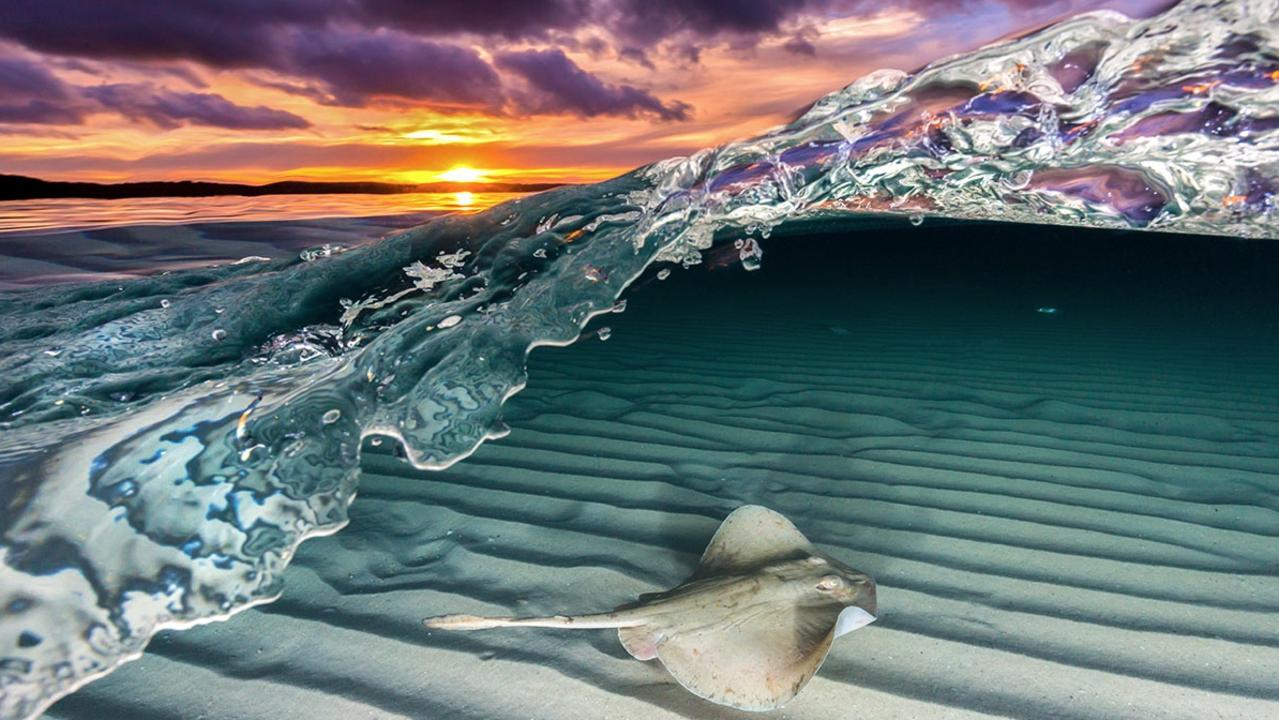 A common stingaree glides over the sand flats as the sun sets over Jervis Bay on the NSW south coast.