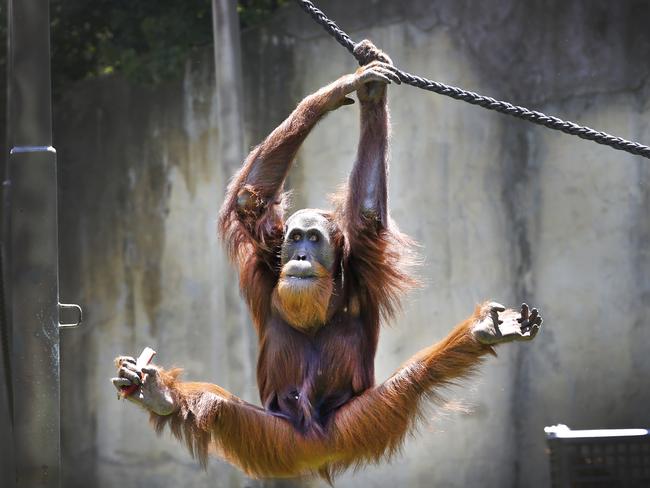 Melbourne Zoo male orang-utan Malu, 15, shows off his rope swinging skills. Picture: David Caird