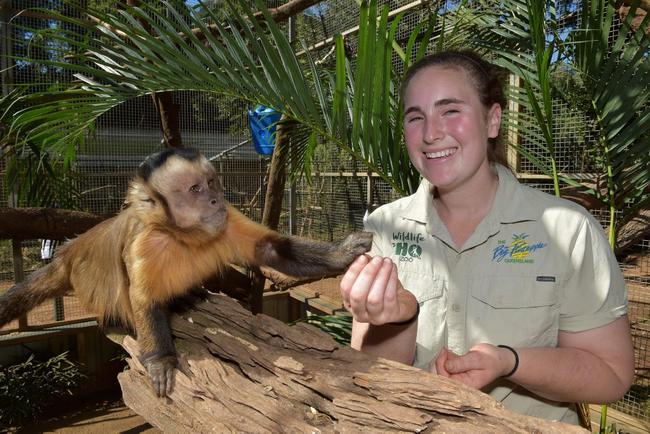 Wildlife HQ will have a group of spider monkeys added to the zoo extremely soon.Danni Chinn at feeding time with the resident monkeys. Picture: Warren Lynam