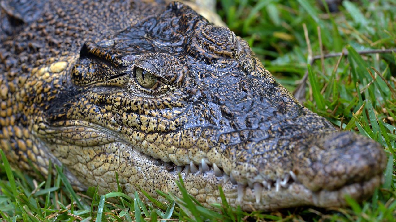 The two crocodiles were caught and killed by wildlife officers. Picture: Supplied