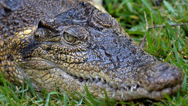 The two crocodiles were caught and killed by wildlife officers. Picture: Supplied