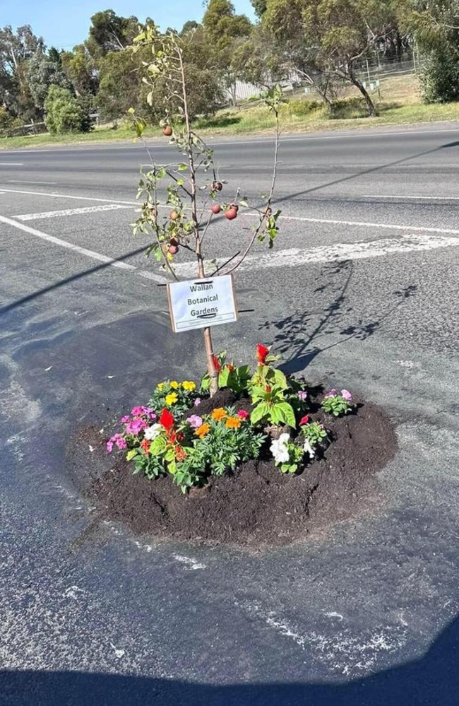 Residents took to planting a garden in a longstanding pothole in Wallan to draw attention to the broken road network. Picture: Facebook