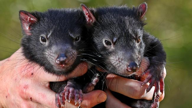 Itchy and Scratchy, 6-month-old Tasmanian devils, at the Australian Reptile Park. Picture: Toby Zerna