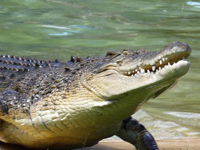 SUNSHINE COAST, AUSTRALIA - NewsWire Photos December 1, 2020: Robert Irwin feeds a crocodile during his 17th birthday celebrations at Australia Zoo. Picture: NCA NewsWire/Tertius Pickard