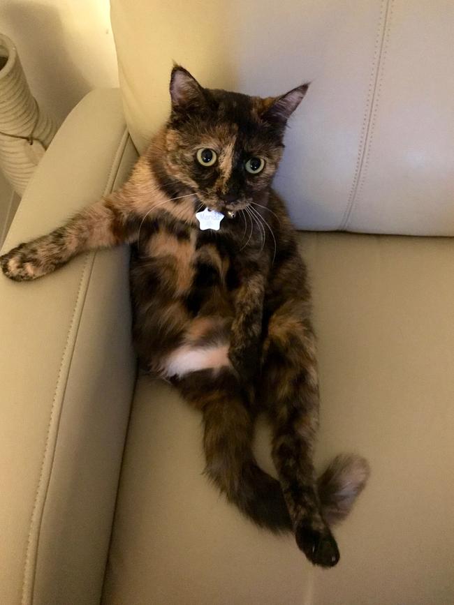 PRINCESS MERIDA: This little rescue kitty has had a tough life so far, but she’s found her happy place and forever home now where she is dearly loved.