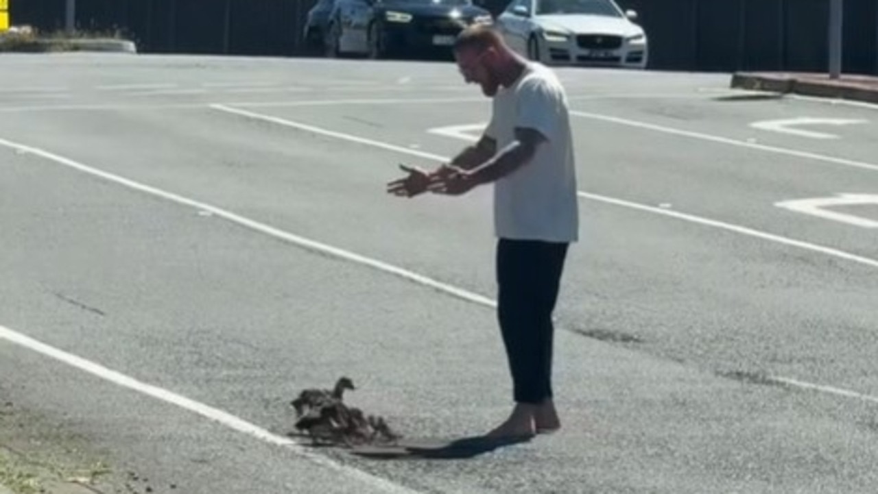 ‘Marriage material’: Barefoot hero moves ducklings off busy road