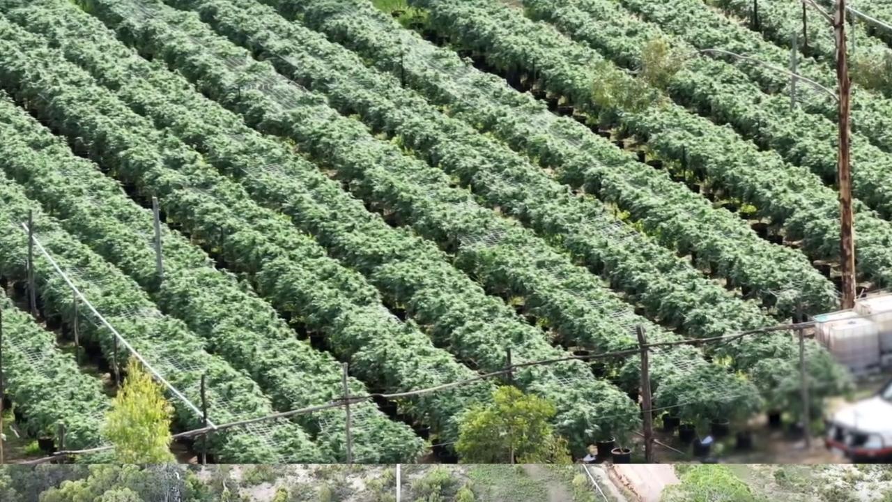 Twenty eight people have been charged after State Drug Squad after three multimillion-dollar cannabis farms were uncovered following investigations under Operation Whiskey Alon in the North Coast and Central Regions.