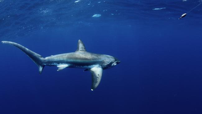 Thresher Sharks from the Surf 