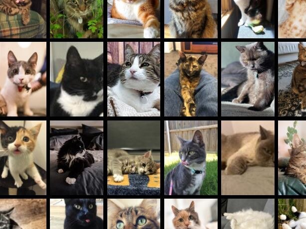 Snip of the cats adopted gallery