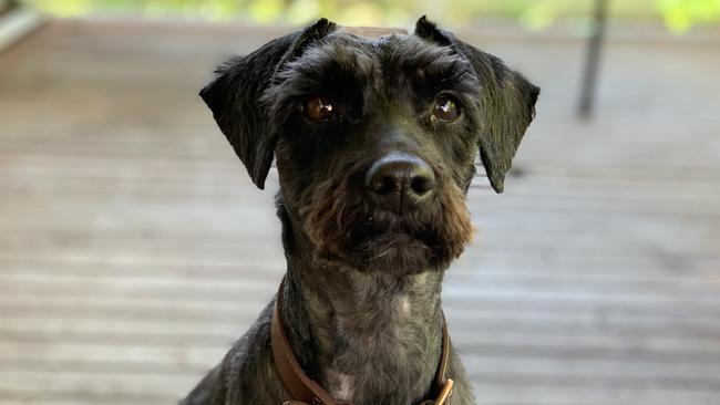 Olive the Schnoodle was vomiting blood after it ingested rat poison, believed to have been in Fawkner's Charles Mutton Reserve.