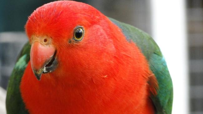 Cheeky king parrots are known to fly down to you in search of food at Kennett River. Picture: Supplied.