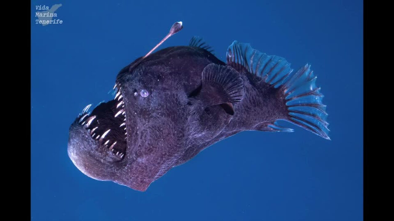 Deep-Sea Anglerfish Spotted on Rare Foray Into Shallower Waters