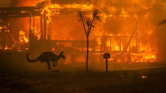 A kangaroo passes by a burning house in the town of Conjola NSW. Picture: Matthew Abbott