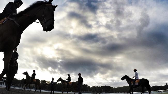 Horses during early morning trackwork at Royal Randwick. Pic: Mark Evans