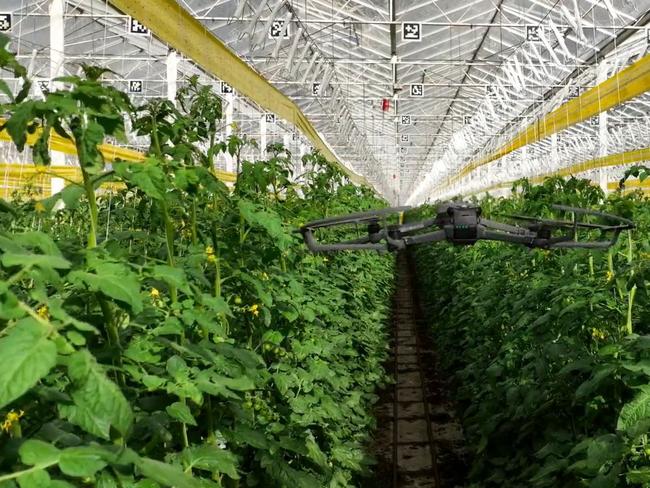 A PolyBee Pollination Drone glides across a tomato plantation. Picture: Hort Innovation Frontiers