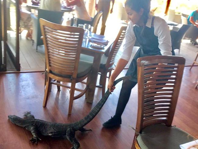 Samia Lila, 25, drags the goanna out of the restaurant. Picture: Supplied