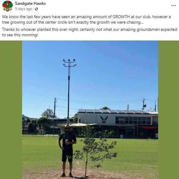 Sandgate Hawks find tree planted in middle of field