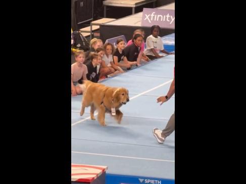 The ‘goodest boy’ shows off his adorable skills at Olympic trials