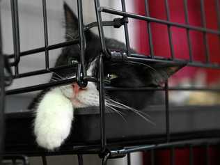 CAT CONNECTIONS: Macy relaxing in her cage and looking forward to finding a new home. Picture: Mike Knott BUN220517CATS5