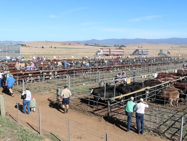 Hunnomunjie calf sale, Hunnomunjie,    Picture Yuri Kouzmin