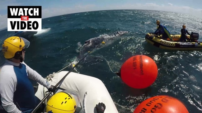 Whale rescued off popular Gold Coast beach