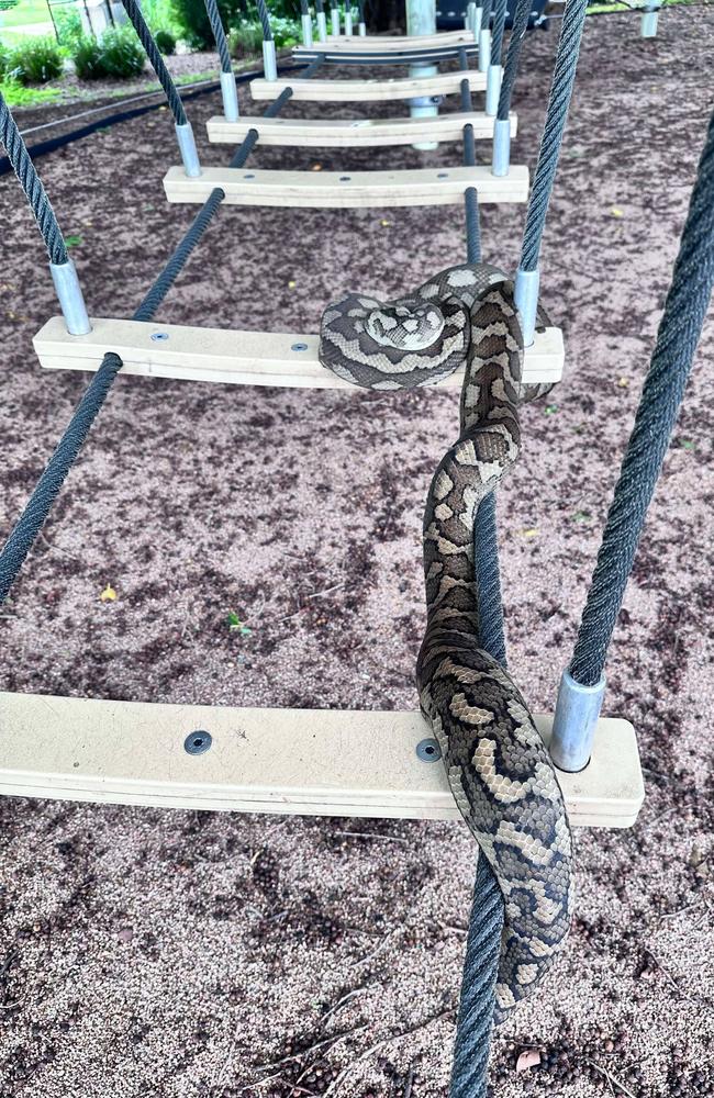 A python trying to catch some sun at the Rowes Bay playground on a very rainy January 30 morning.