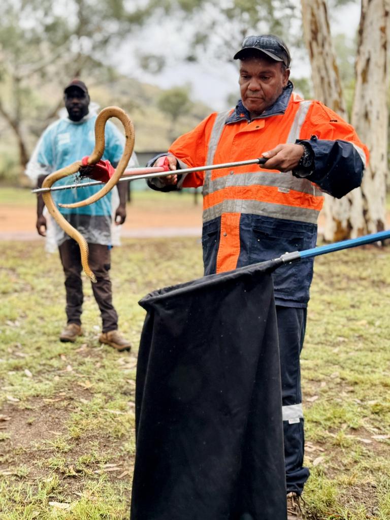 Jeffrey Curtis from the Muru-Warinyi Ankkul Rangers handles a snake. Picture: Central Land Council