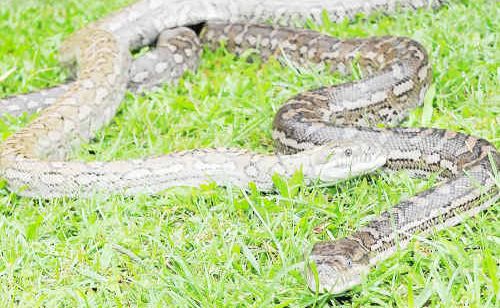 Three decent sized carpet pythons were caught in a ceiling at a Telina residence. 