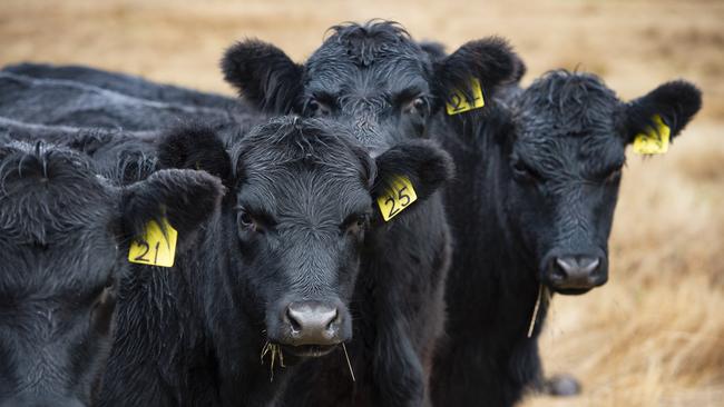 Livestock emit methane in their burps. Picture: Zoe Phillips