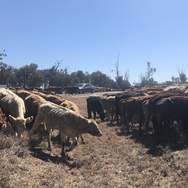 Deputy Prime Minister Joyce said the funding would go towards regional communities which support industries such as cattle as they deserve safe roads too. Picture: NewsCorp