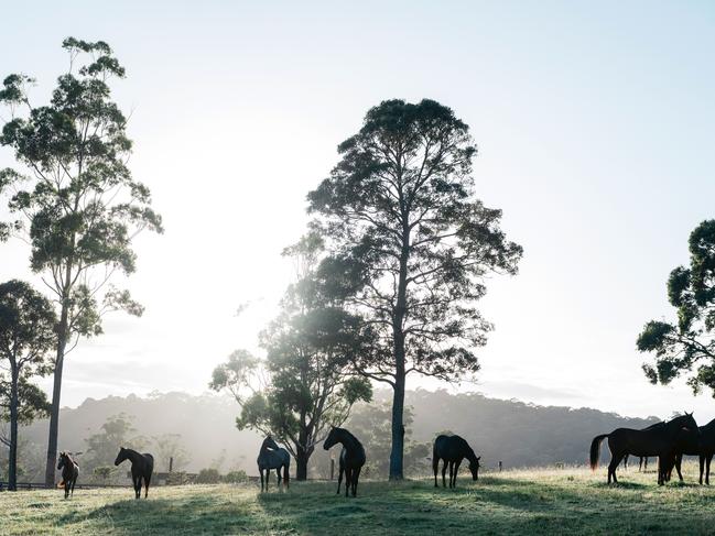 Willinga Park equestrian centre at Bawley Point on the NSW South Coast. Picture: Felix Forest