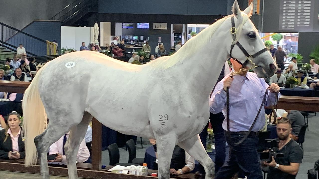 Greysful Glamour in the ring at the Magic Milllions. Photo: Caroline Searcy.