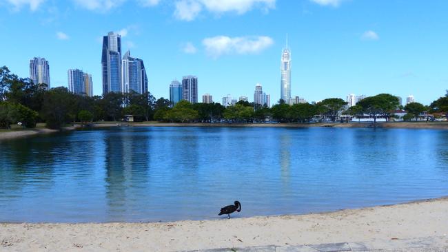 A lone black swan at Evandale Parklands lagoon. Supplied by Donna Mroz Turcic of Southport