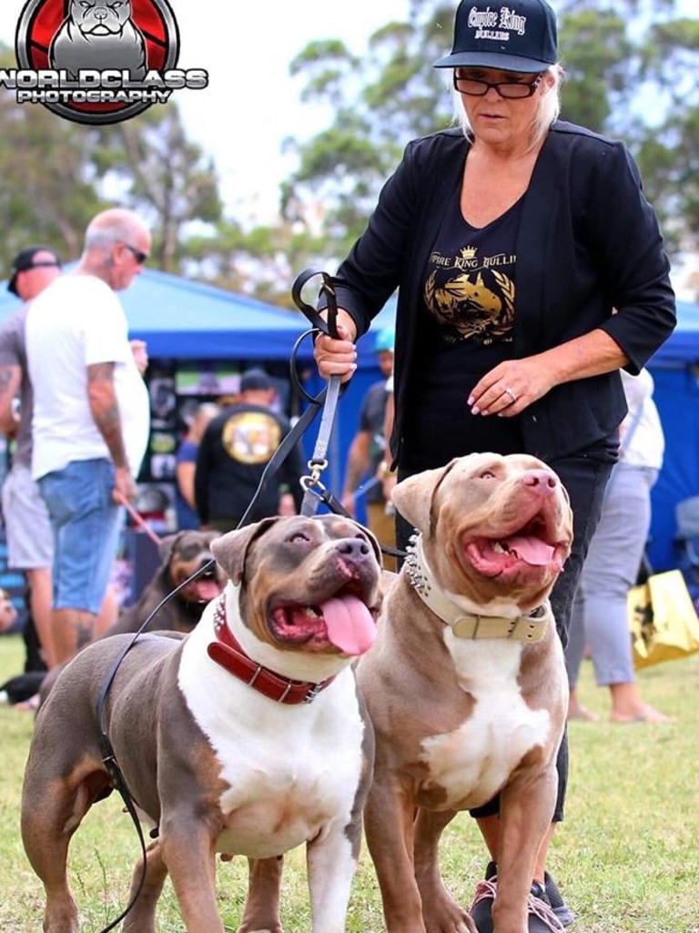 American Bully Kennel Club 2019 The Bully Showdown Daily Telegraph   71db96a24885a974cfc713bdee6be5a6